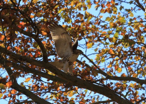 Young Washington Square Park Hawk screaming while sitting on branch