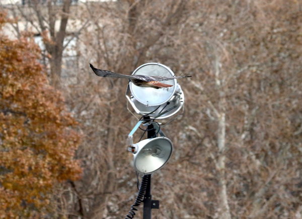 Bobby Hawk flying through Washington Square Park