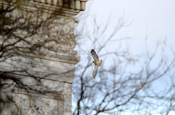 Bobby Hawk flying along the park arch
