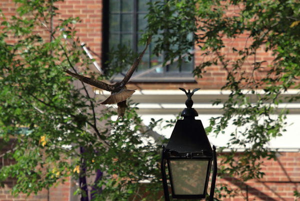 Washington Square Park Hawk flying near street lamp with bird finial on top