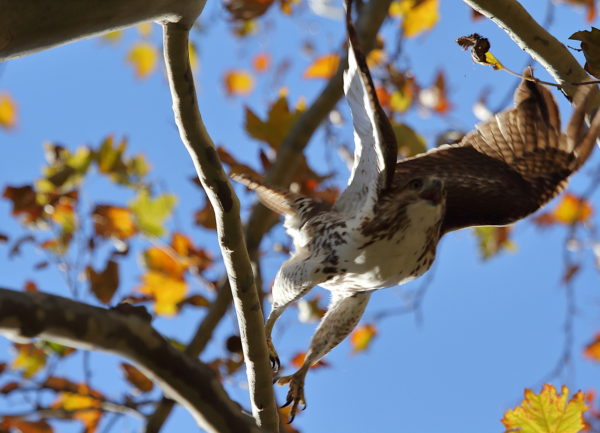 Young Washington Square Park Hawk screaming while jumping off tree branch