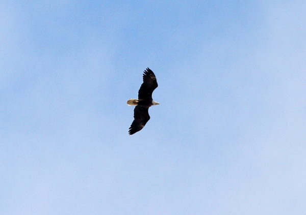 Bald Eagle flying over Washington Square Park