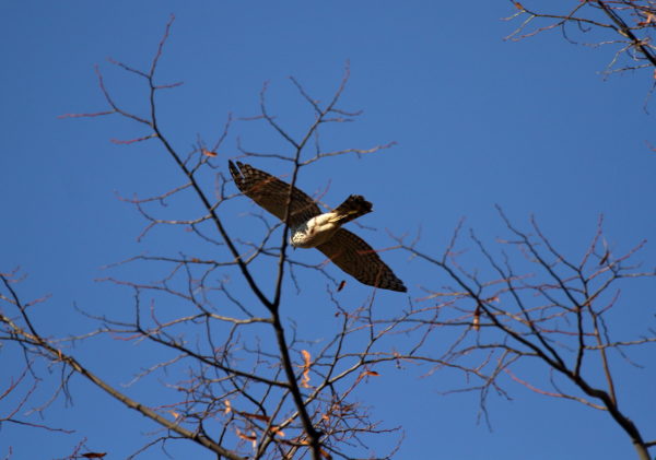 Washington Square Park Cooper's Hawk flying through the trees