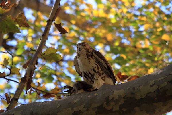Young Washington Square Park Hawk on a tree branch with rat in its talons