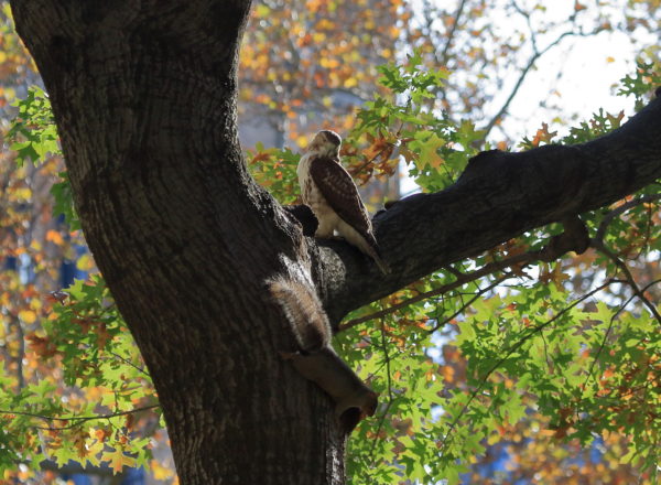 Young Washington Square Park Hawk in tree looking down at squirrel below it