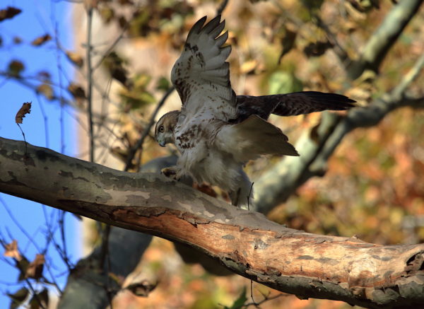 Young Washington Square Park Hawk playing with tree, wings extended