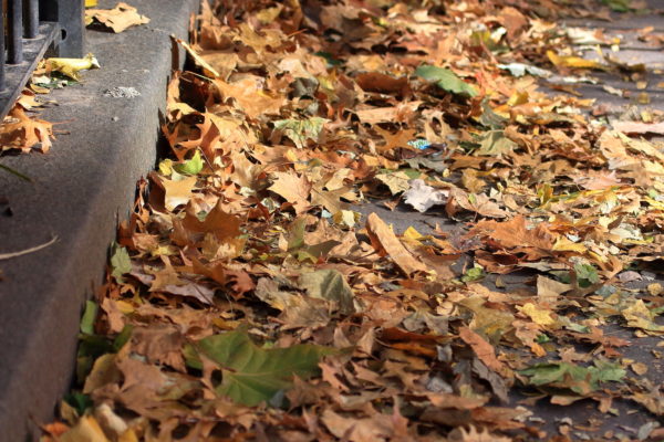 Washington Square Park autumn leaves on the ground against the curb