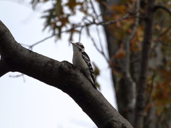 Washington Square Park Downy Woodpecker on a branch