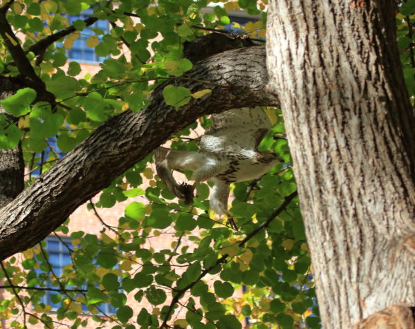 Young Washington Square Park NYC Hawk flying with rat in its talons