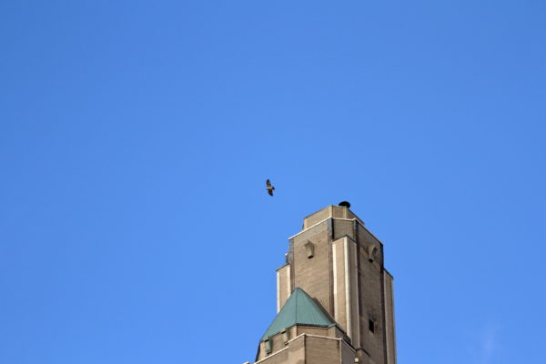 Washington Square Park Hawk Bobby flying above One Fifth