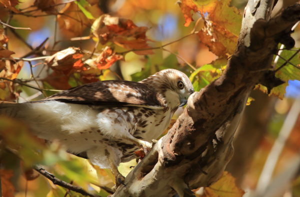 Young Washington Square Park Hawk sitting on a tree branch with red autumn leaves around