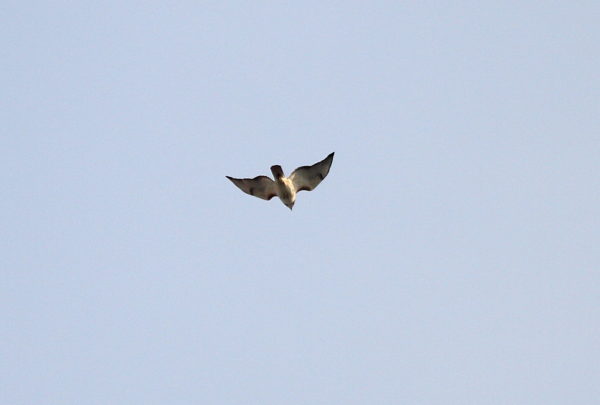 Hawk juvenile flying over Washington Square Park