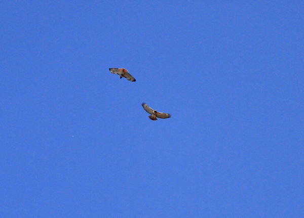 Washington Square Park Hawks Bobby and Sadie flying together