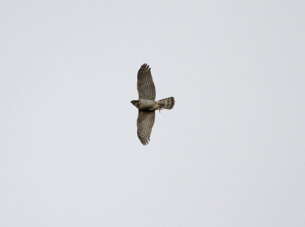 Cooper's Hawk flies over Washington Square Park