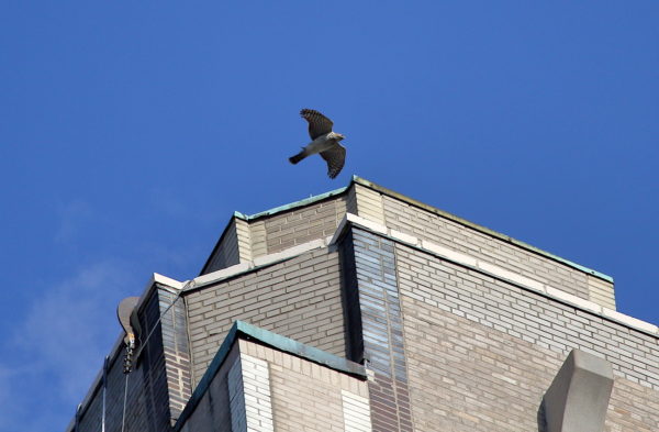 Cooper's Hawk flies past One Fifth