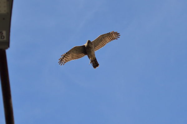 Cooper's Hawk flying against blue sky