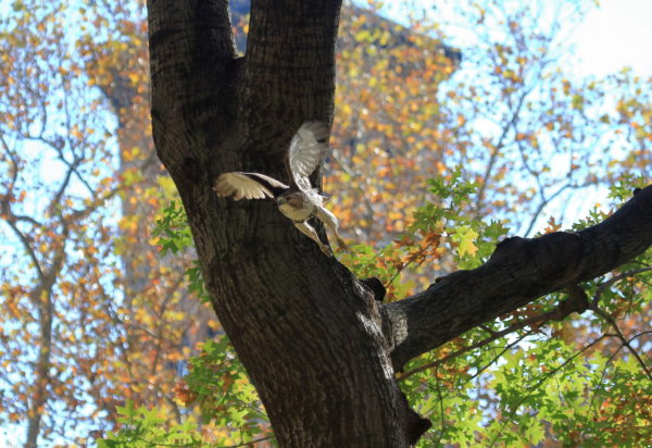 Young Washington Square Park Hawk flying from tree