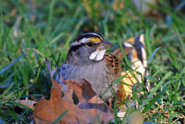 Washington Square Park White-throated Sparrow on the lawn by autumn leaves