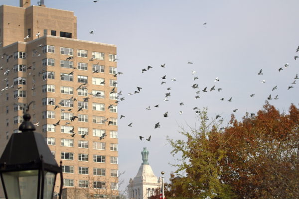Washington Square Park pigeons flying with ConEd tower in the background