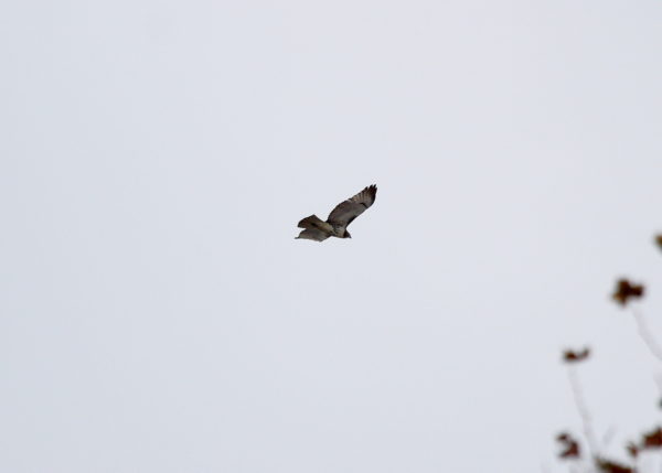 Young Red-tailed Hawk flying above Washington Square Park