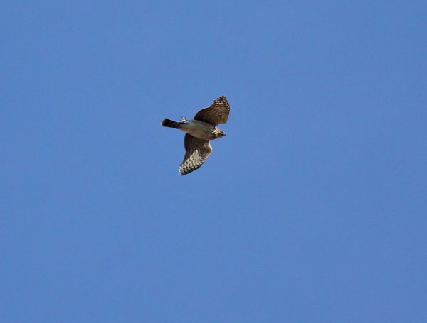 Cooper's Hawk flying