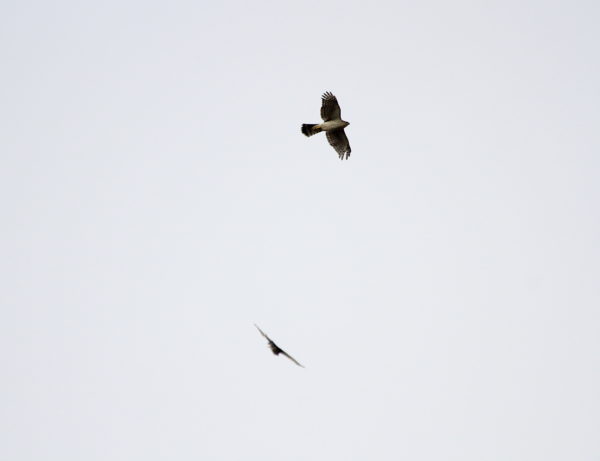 Two NYC Cooper's Hawks flying above Washington Square Park