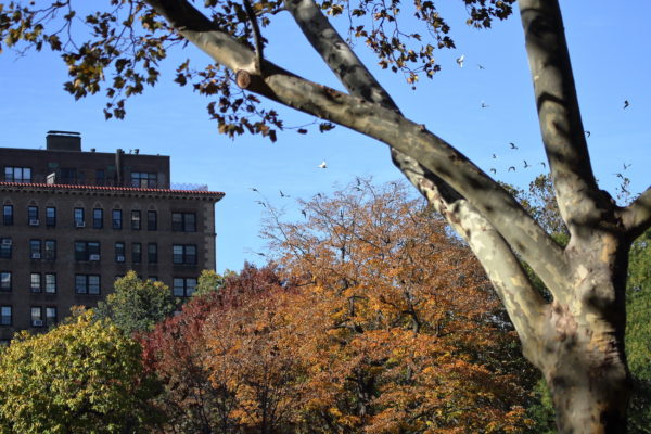 Washington Square Park pigeon flock flying above the park trees