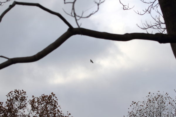 Young Red-tailed Hawk flying high above Washington Square Park