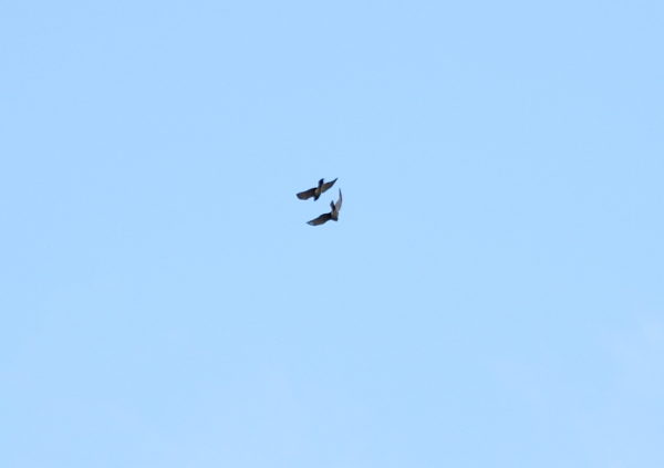 Cooper's Hawks fly together above Washington Square Park