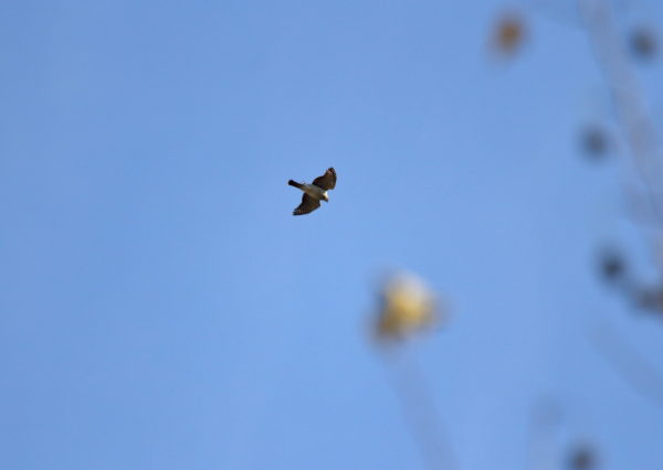 Cooper's Hawk descending to trees