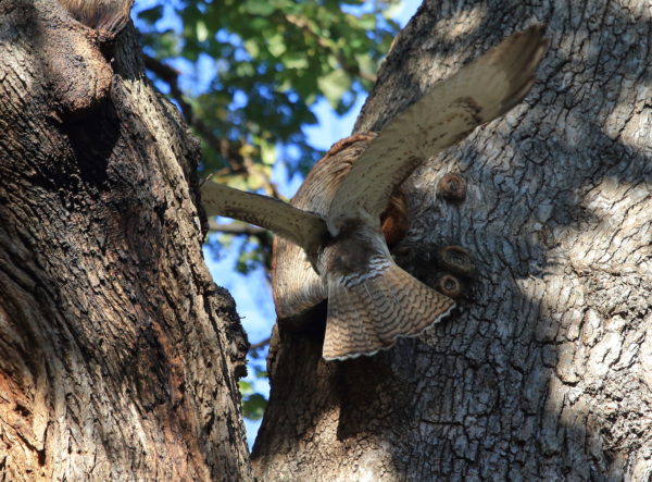 Young Washington Square Park Hawk digging into a tree hole for squirrel