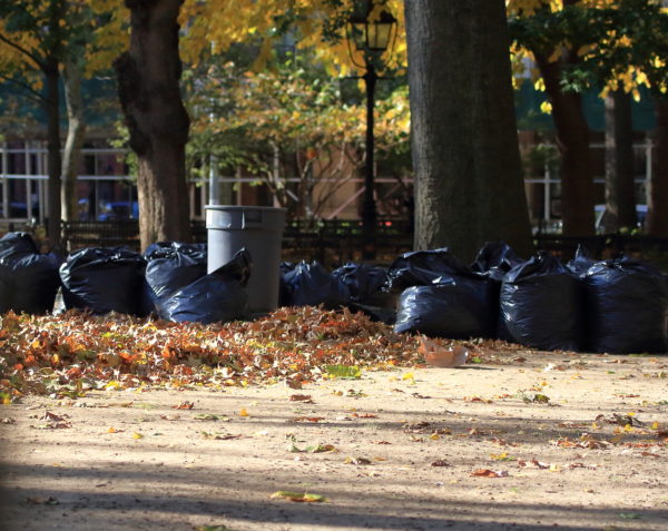 Washington Square Park leaves stuffed into black bags