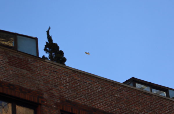 Red-tailed Hawk Bobby flying over buildings