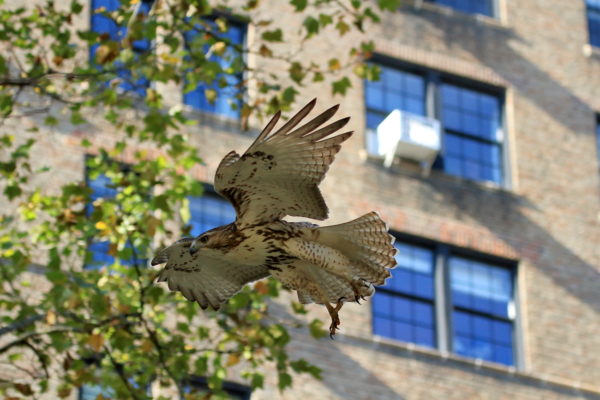 Young Washington Square Park Hawk flying close to camera