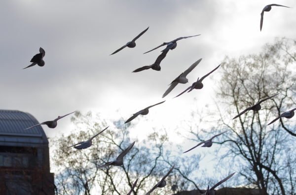 Washington Square Park pigeons flying through the park