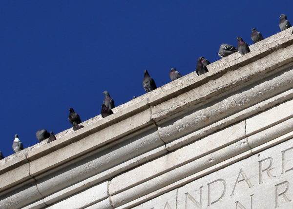Row of Washington Square Park pigeons sitting on top of the arch