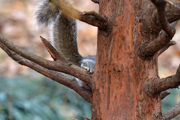 Washington Square Park squirrel climbing tree
