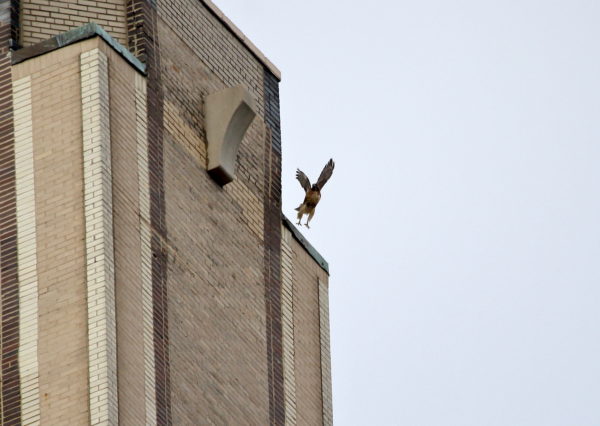 Red-tailed Hawk Bobby leaping off One Fifth Avenue building