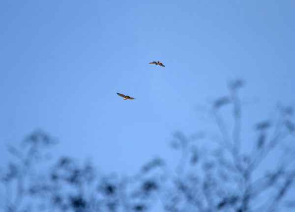 Two Red-tailed Hawks flying together 