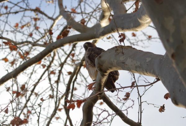 Bobby Hawk sitting on a tree branch