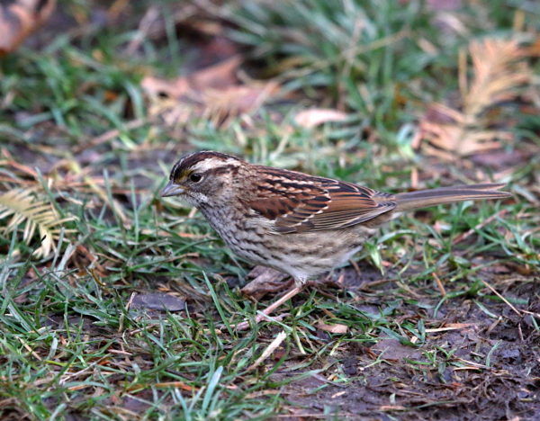 White-throated Sparrow on the Washington Square Park lawn