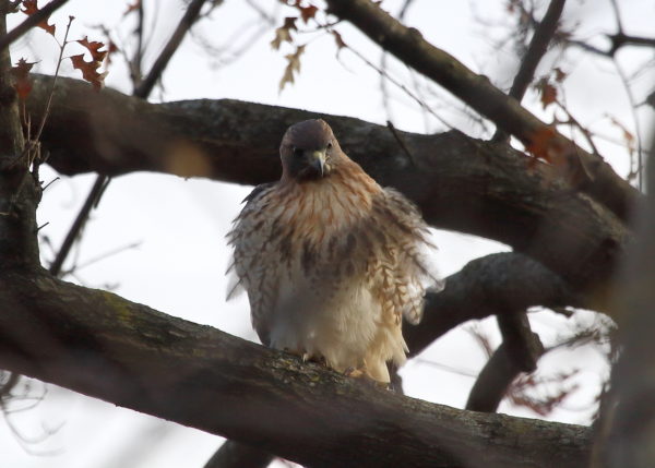 Bobby Hawk sitting on branch looking down at ground