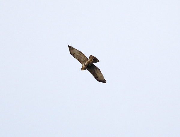 Juvenile Red-tailed Hawk flying above Washington Square Park