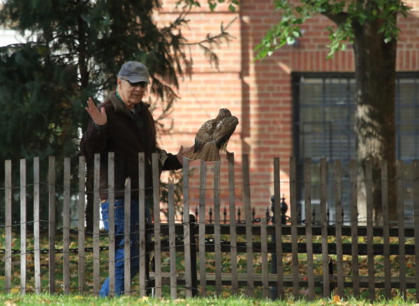 Man with hands outstretched standing next to Washington Square Park Hawk sitting on fence