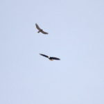 Bald Eagle and Bobby Hawk flying above Washington Square Park