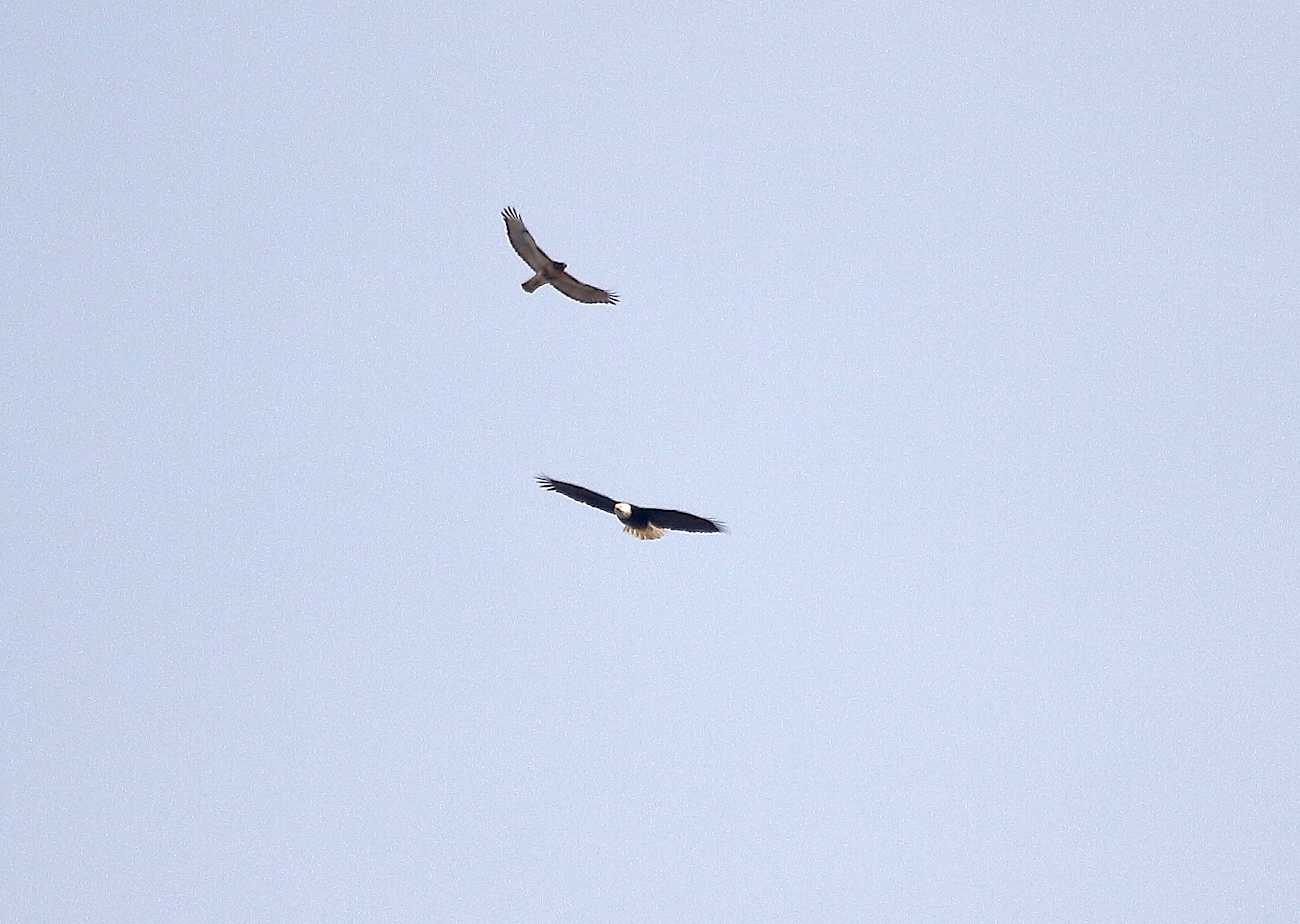 Bald Eagle and Bobby Hawk flying above Washington Square Park