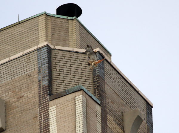Red-tailed Hawk Bobby landing on One Fifth Avenue building
