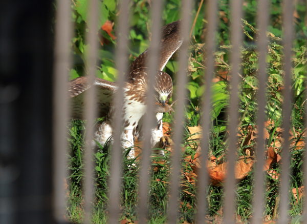 Young Washington Square Park Hawk seen through a fence with a mouse in its beak