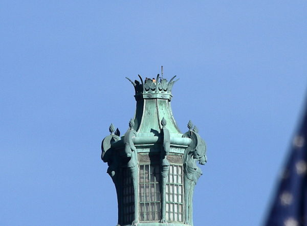 Washington Square Park Hawks Bobby and Sadie on Con Edison tower