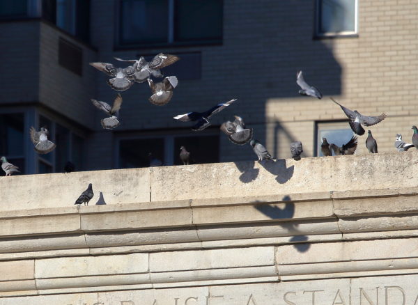 Washington Square Park pigeons landing on the arch together